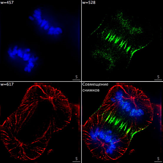 Файл:Dividing Cell Fluorescence-ru.jpg