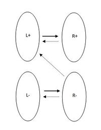 Доли [math]L^+, L^-, R^+, R^-[/math] и ребра между ними.